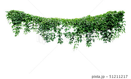 Hanging vines ivy foliage jungle bush 51211217