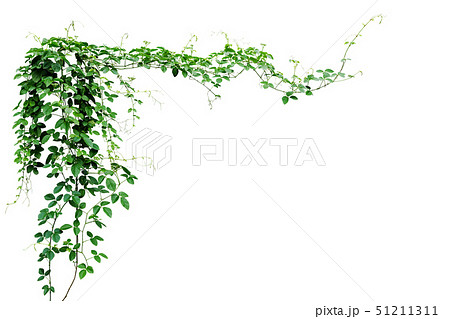 Bush grape or three-leaved wild vine cayratia 51211311