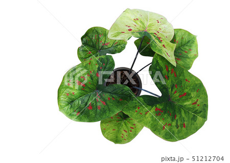 Top view of fancy leaf Caladium potted plant Top view of fancy leaf Caladium potted plant 51212704