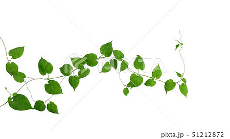 Heart shaped green leaves climbing vines ivy plant 51212872