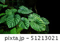 Heart shaped tropical leaves foliage forest plants 51213021