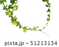 Nature frame of twisted vines with yellow flowers 51213134