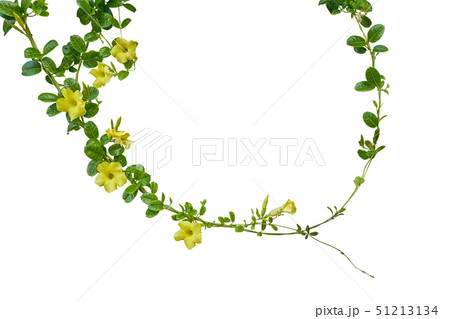 Nature frame of twisted vines with yellow flowers Nature frame of twisted vines with yellow flowers 51213134