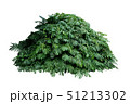 Tropical leaves foliage plant jungle bush Monstera 51213302