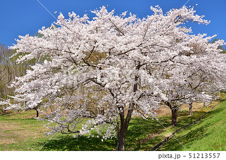 快晴の北海道森町濁川地熱発電所の敷地内で満開のソメイヨシノの風景を撮影 51213557