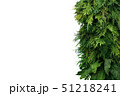 Tropical leaves foliage plant bush nature frame 51218241