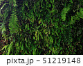 Nature green wall vertical garden  51219148