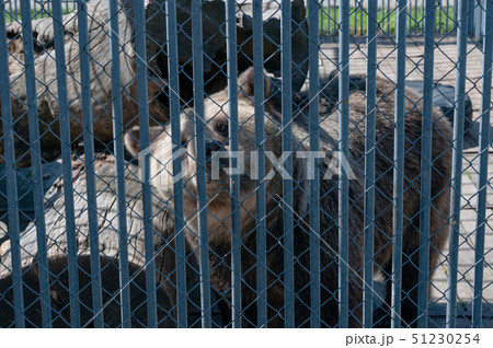 Brown bear behind bars at the zoo 51230254