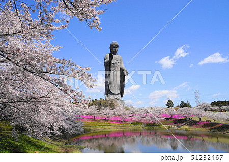 4月 牛久38桜と芝桜と牛久大仏・阿弥陀仏 4月 牛久38桜と芝桜と牛久大仏・阿弥陀仏 51232467