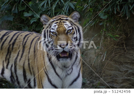 密林の王者 密林の王者 51242456