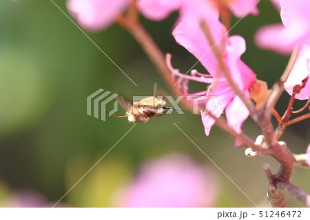 ビロウドツリアブ 51246472