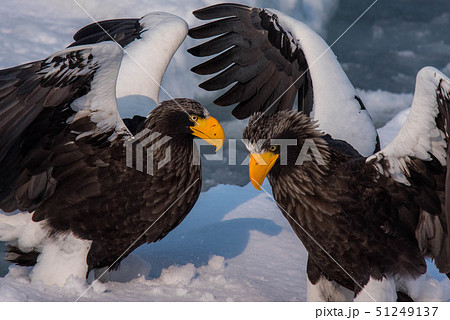 知床 冬 知床 冬 51249137