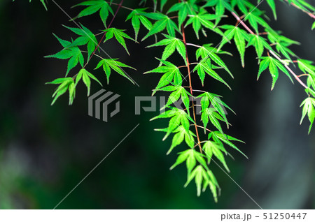 春のもみじ 51250447