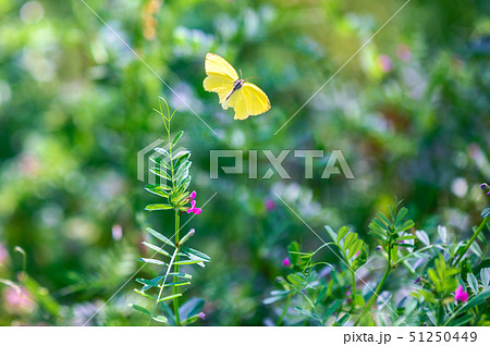 ちょうの舞 ちょうの舞 51250449