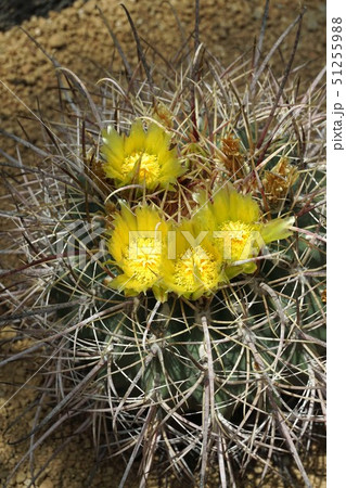 サボテン(シャチガシラ)の花 サボテン(シャチガシラ)の花 51255988