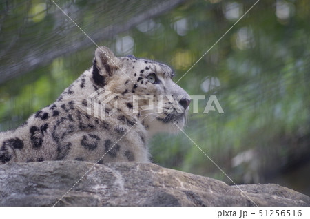 獲物を狙う目の写真素材 獲物を狙う目の写真素材