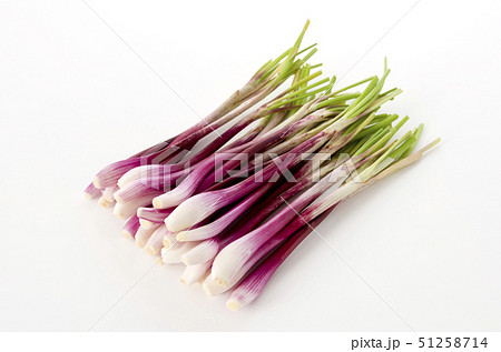 ラッキョウ（越のレッド） 51258714