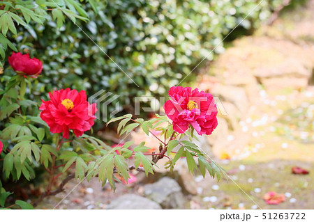 牡丹の花 牡丹の花 51263722