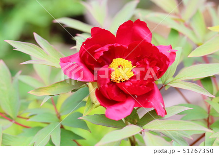 牡丹の花 牡丹の花 51267350