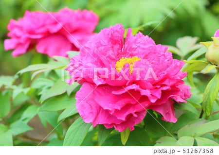 牡丹の花 牡丹の花 51267358