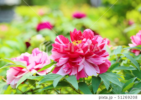 牡丹の花 牡丹の花 51269208