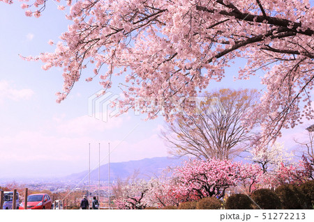 桜と桃の花の風景(山梨県) 桜と桃の花の風景(山梨県) 51272213