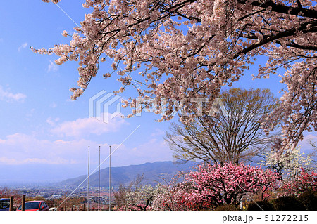 桜と桃の花の風景(山梨県) 桜と桃の花の風景(山梨県) 51272215