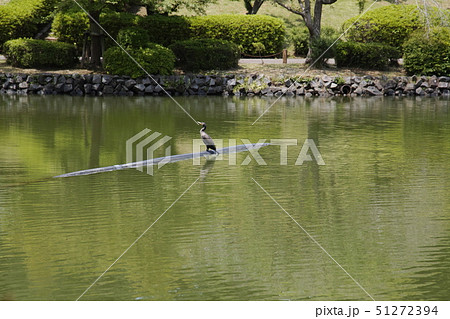 薬師池に休む鵜 51272394