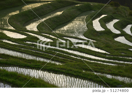 朝の大山千枚田 【千葉県鴨川市】 田植え直後 51274800