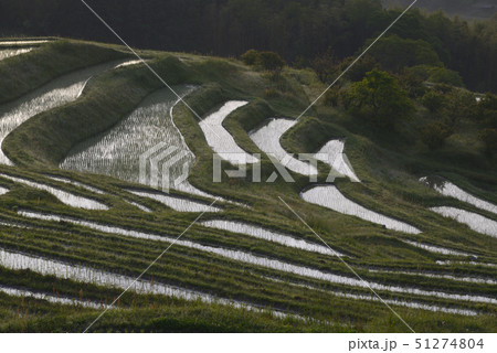 朝の大山千枚田 【千葉県鴨川市】 田植え直後 51274804