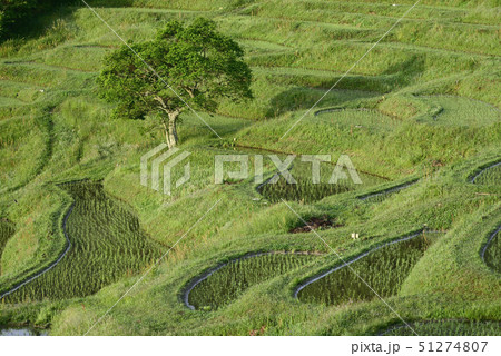 朝の大山千枚田 【千葉県鴨川市】 田植え直後 51274807