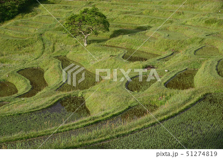 朝の大山千枚田 【千葉県鴨川市】 田植え直後 朝の大山千枚田 【千葉県鴨川市】 田植え直後 51274819