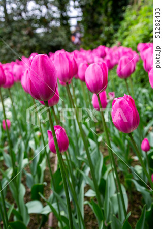 アジア人 アジアン アジア風 51282433