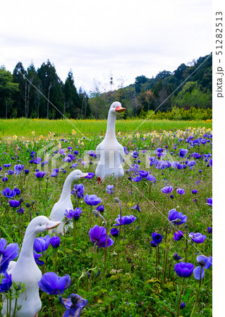 アジア人 アジアン アジア風 51282513