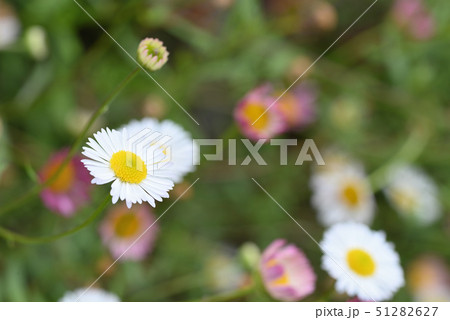 ペラペラヨメナ ペラペラヨメナ 51282627