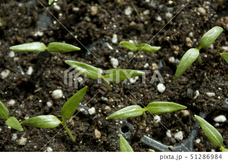 葉 木の葉 植物 51286984