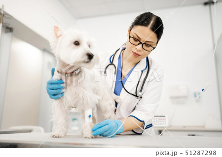 Vet wearing gloves making procedures for white dog 51287298
