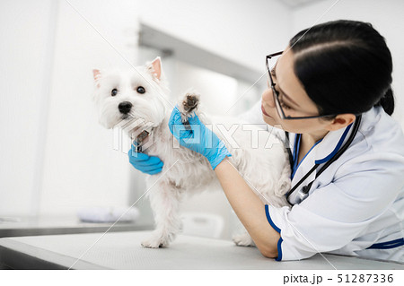 Dark-haired vet wearing blue gloves looking at paws of little dog 51287336