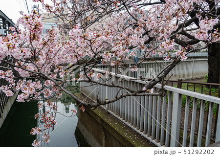 大横川　桜（五分咲き） 51292202
