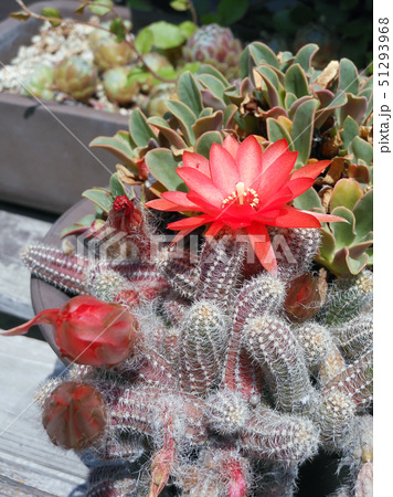 ヒモサボテンの赤い花の写真素材