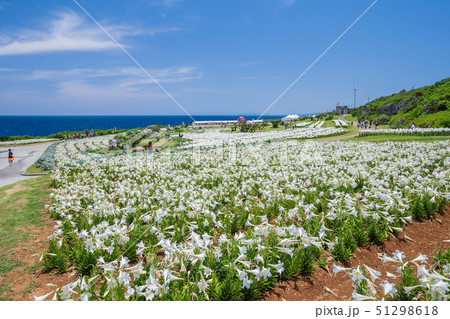 伊江島　ゆり祭り　　 51298618