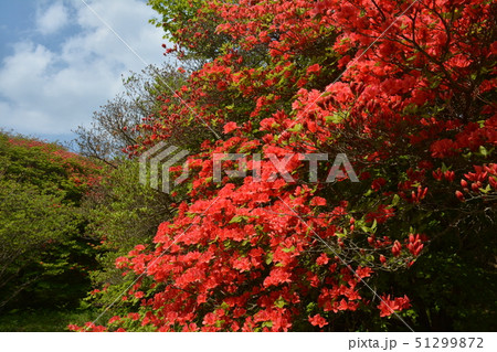 船窪つつじ公園1(徳島県吉野川市高越山) 船窪つつじ公園1(徳島県吉野川市高越山) 51299872