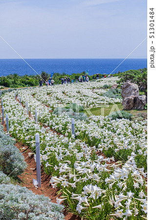 伊江島　ゆり祭り　 51301484