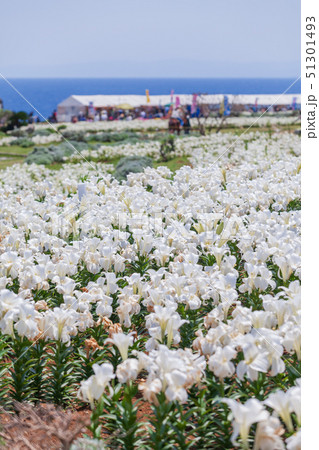 伊江島　ゆり祭り　 51301493