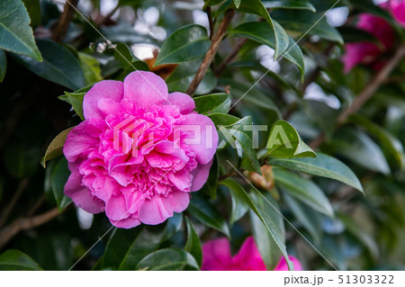 アジア人 アジアン アジア風 51303322