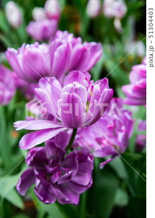 花 フラワー お花 51304403