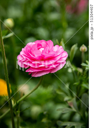 アジア人 アジアン アジア風 51304407