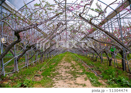 台湾 木 ツリー 51304474