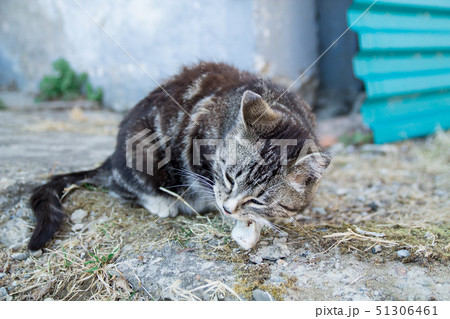 Cute country multicolor cat eating fish with appetite on the ground 51306461