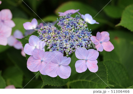 ピンク色のガクアジサイ（額紫陽花、萼紫陽花） 51306466